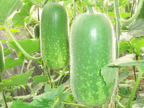 91吃瓜每日大赛